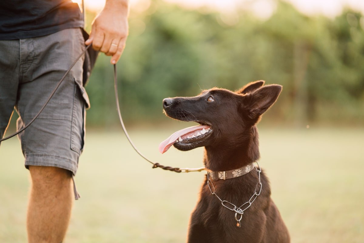 Premi e giochi: i rischi nascosti per il tuo cane